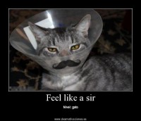 /album/galeria/nice-mustache679-1-jpg/