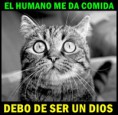/album/gatomeme/chiste-meme-logica-gato-jpg/