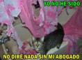 /album/gatomeme/desmotivacion-meme-gato-abogado-jpg/