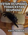 /album/gatomeme/estan-ocupadas-jpg/
