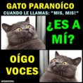/album/gatomeme/foto-meme-gato-paranoico-jpg/