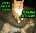 /album/gatomeme/foto-meme-gatos-dominacion-perro-jpg/