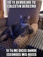/album/gatomeme/gato-calcetin-jpg/